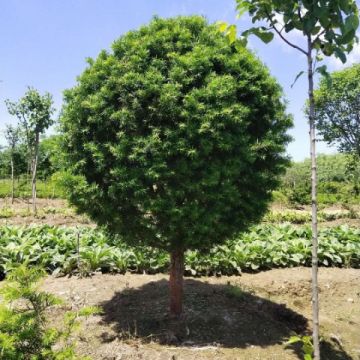 東北紅豆杉樹苗