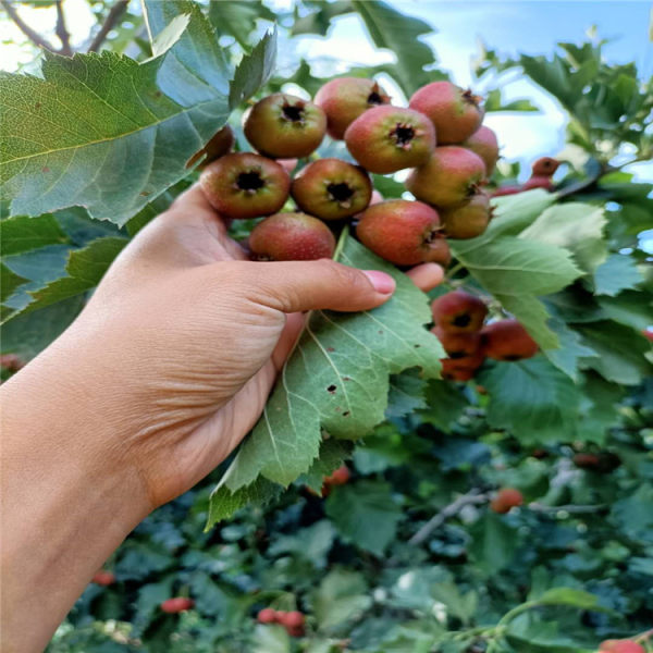 山楂苗 山楂樹(shù)苗