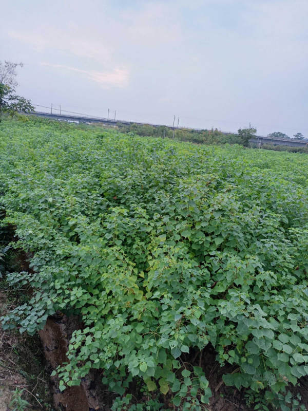 櫸樹小苗