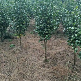 茶花树苗价格 茶花树苗批发基地报价