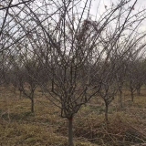 哪里有垂丝海棠苗 江苏垂丝海棠苗基地批发