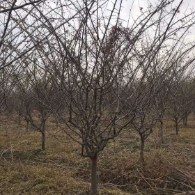 哪里有垂丝海棠苗 江苏垂丝海棠苗基地批发