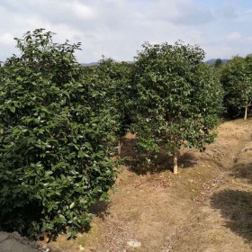 美人茶樹苗種植基地   美人茶批發(fā)價(jià)格