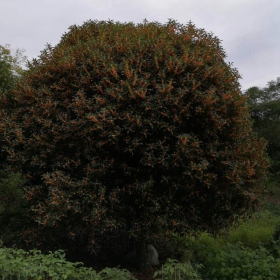 金桂花樹多少錢一棵  金桂花樹苗基地批發(fā)