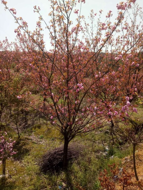 樱花树