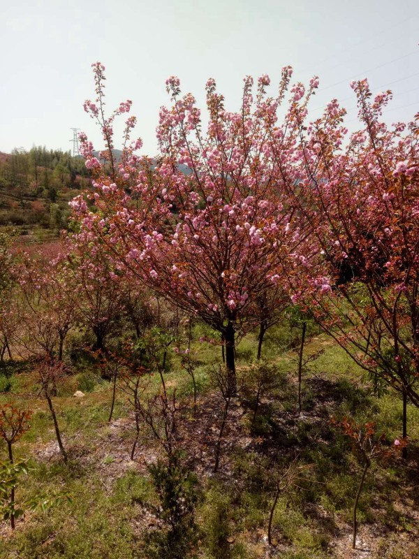 樱花树