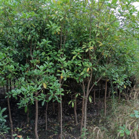 九江大叶女贞 基地大叶女贞苗哪里有