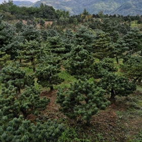 五針松造型樹價格   優(yōu)質(zhì)五針松造型樹種植基地