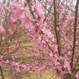 菊花碧桃哪里好，菊花碧桃價(jià)格，菊花碧桃怎么種植