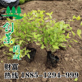 繡線菊供應(yīng)繡線菊價(jià)格 圖片 基地產(chǎn)地報(bào)價(jià)