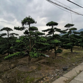 8-20公分造型羅漢松基地批發(fā)  造型羅漢松多少錢一棵