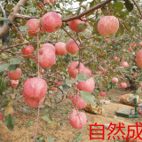 山東3公分秦脆蘋(píng)果苗苗圃報(bào)價(jià) 秦脆蘋(píng)果苗質(zhì)優(yōu)果甜