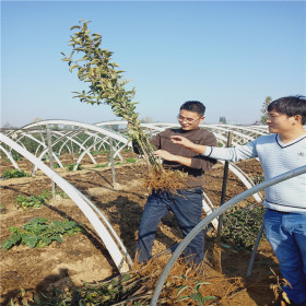 哪里批发苹果苗 嫁接苹果树苗繁育基地