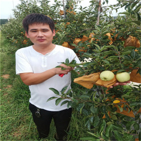 哪里批发早熟苹果树苗 红肉苹果树苗繁育基地