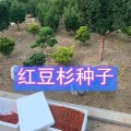 30公分以上營養(yǎng)杯紅豆杉樹苗紅豆杉種子價(jià)格美麗