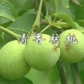 清香核桃苗