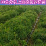 供应10到300公分油松树苗吉林货源价格便宜