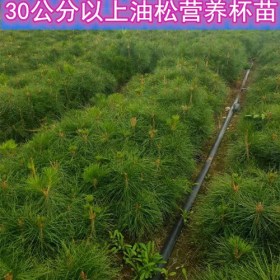 供应10到300公分油松树苗吉林货源价格便宜