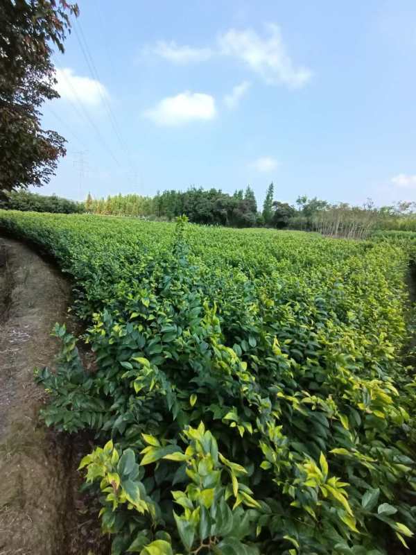 1年生樸樹小苗