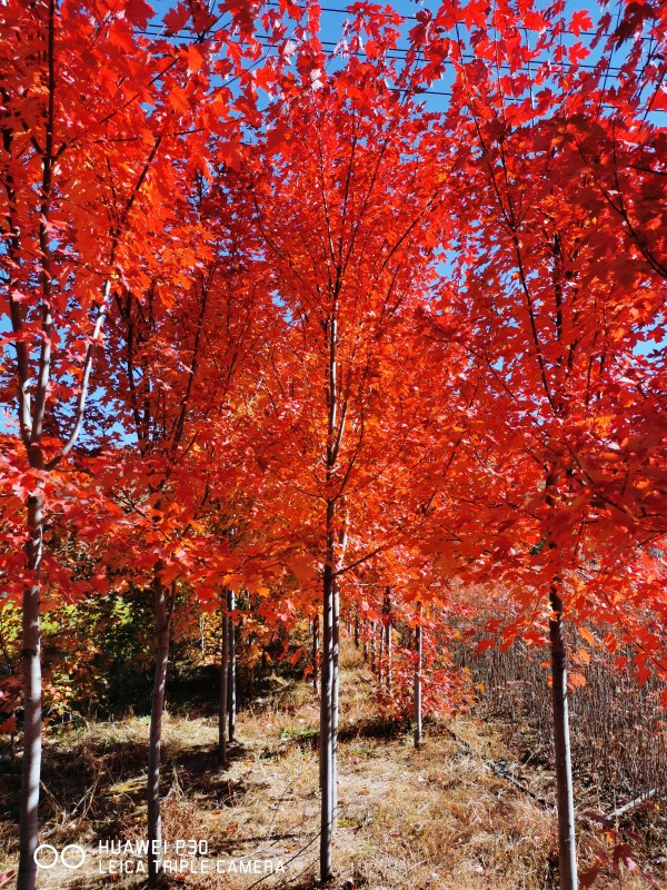 秋火焰紅楓