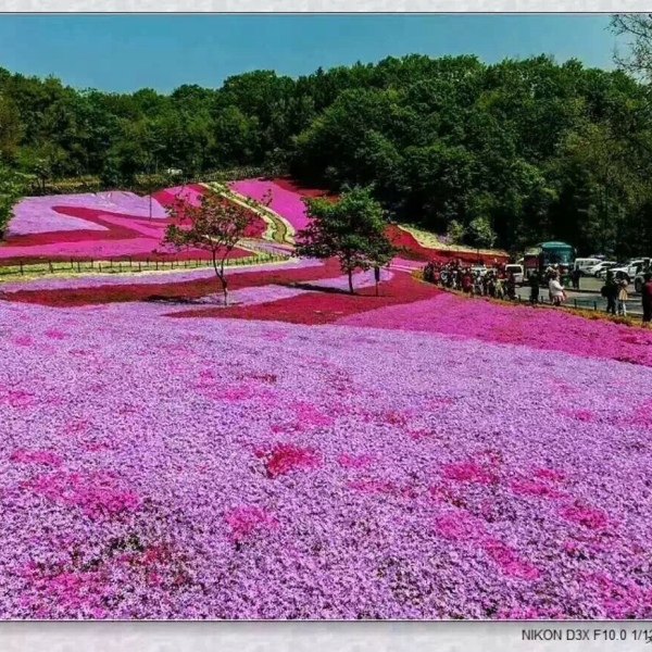 福禄考价格 芝樱