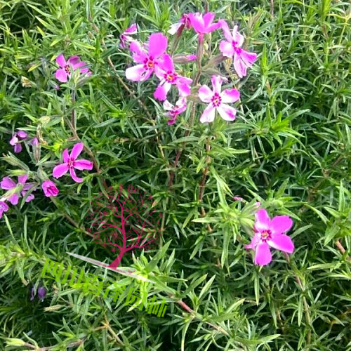 福禄考价格 芝樱