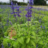 墨西哥鼠尾草價(jià)格 鼠尾草基地