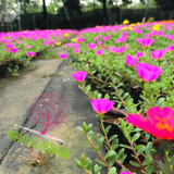 太陽花價格 彩色太陽花基地