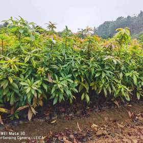 一年生木荷苗供应 江西九江50公分木荷苗价格