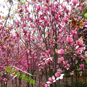 紫玉兰价格 紫玉兰基地