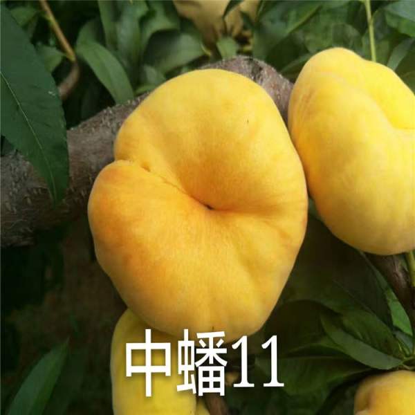 中蟠11