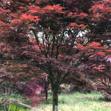 日本紅楓價格 紅楓基地