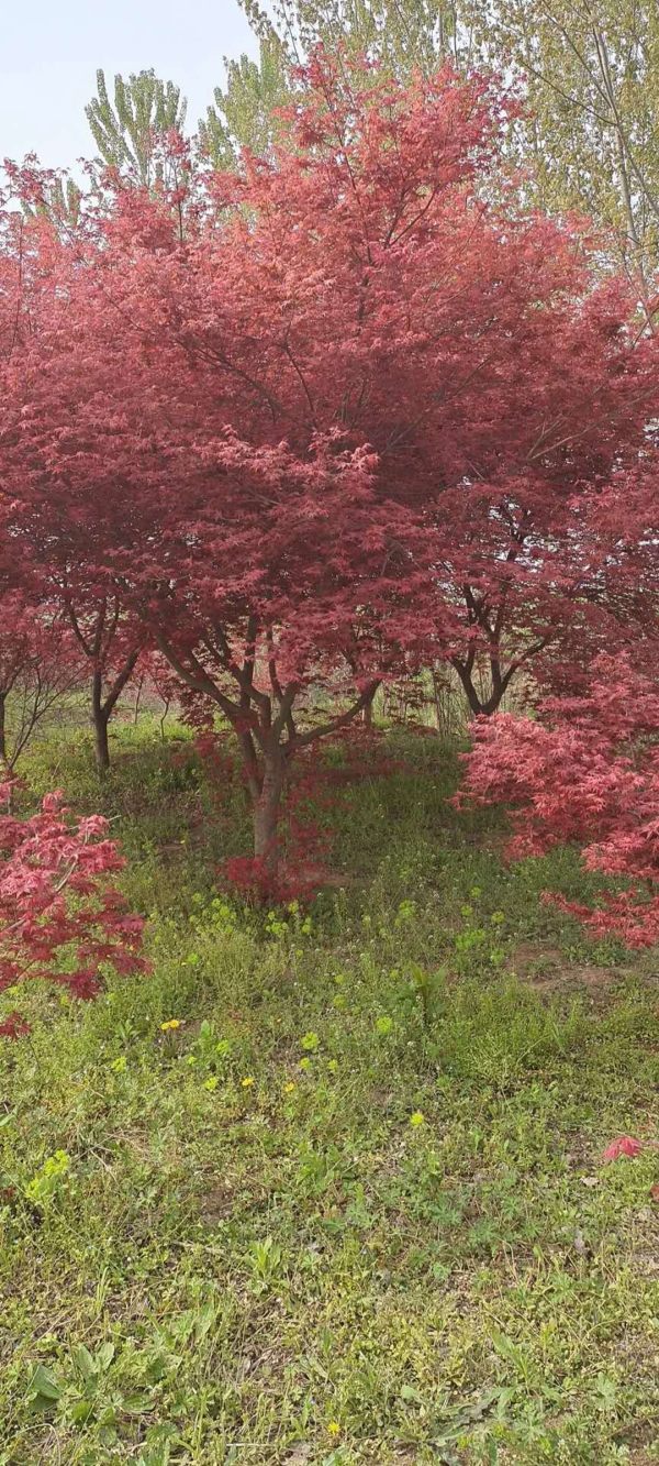 日本紅楓