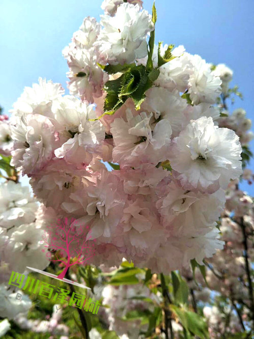 日本早樱花