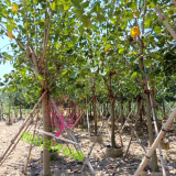 红花羊蹄甲树价格 紫荆树基地