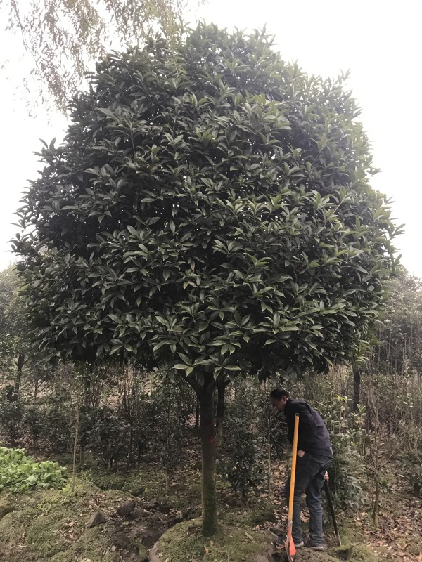 桂花 精品桂花