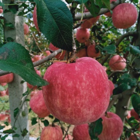 秦脆苹果苗