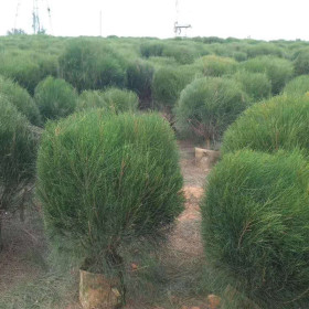 漳州千头木麻黄球基地 冠幅100千头木麻黄球价格