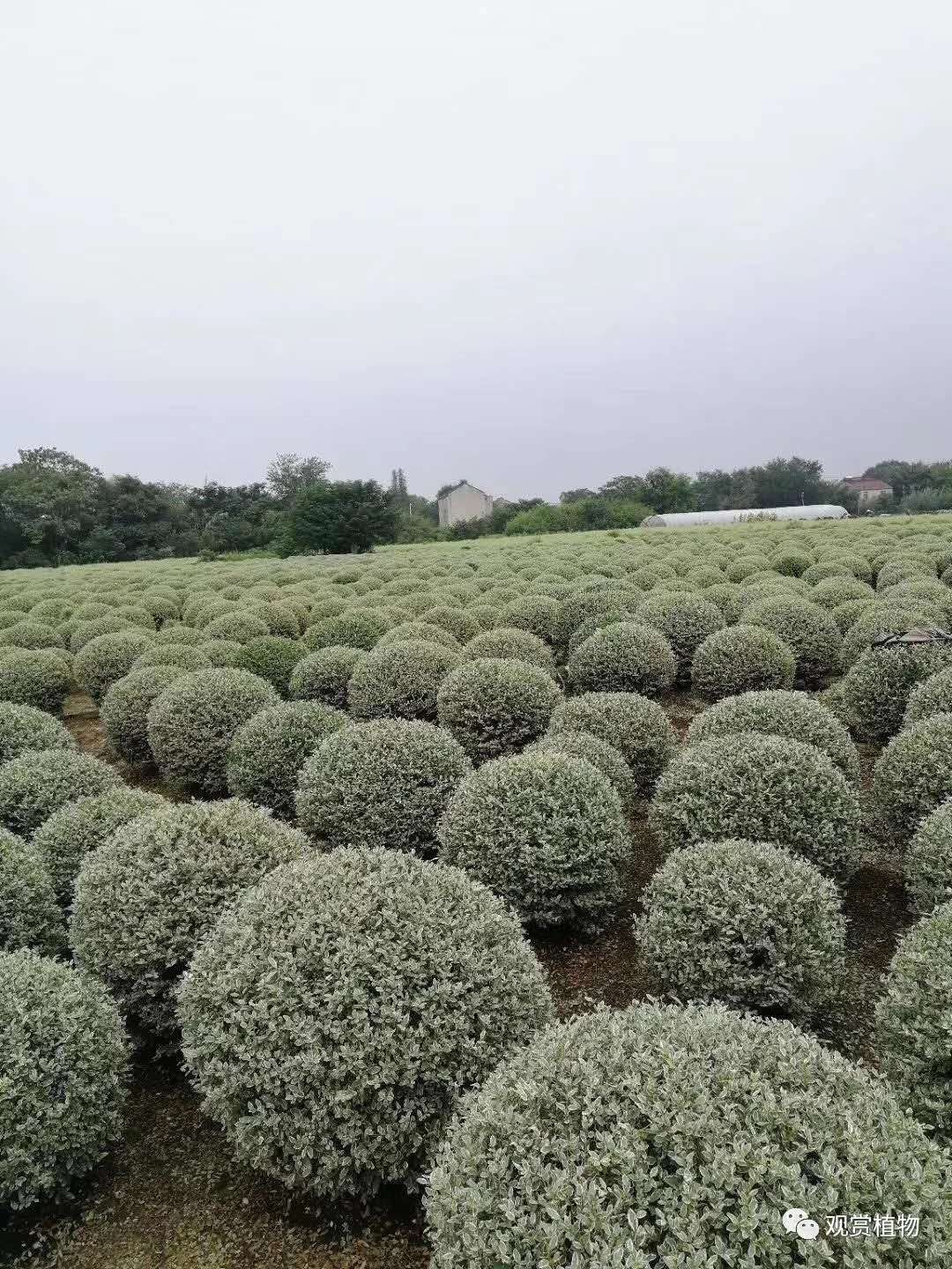 银姬小蜡球产地批发 福建银姬小蜡球报价