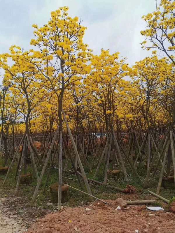 黃花風(fēng)鈴木