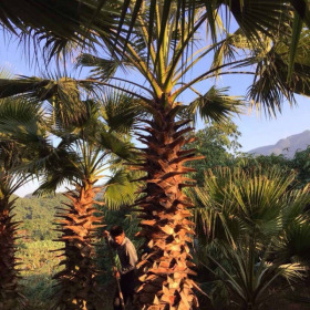 老人葵哪里批发价格*便宜漳州华棕种植基地大量现货低价直销批发