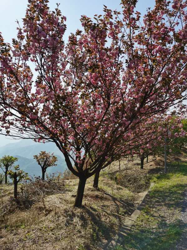 樱花树