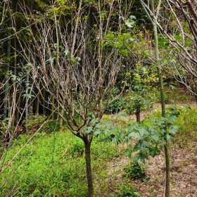 优质樱花树基地直供  樱花树基地批发价格