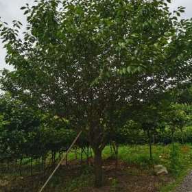 樱花树价格表 浙江樱花树基地批发  樱花树价格行情