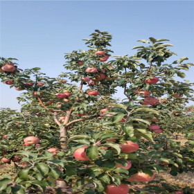 哪里卖嫁接苹果树苗 青森苹果树苗繁育基地