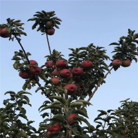 哪里批发秦脆苹果苗 青森苹果树苗大量供应