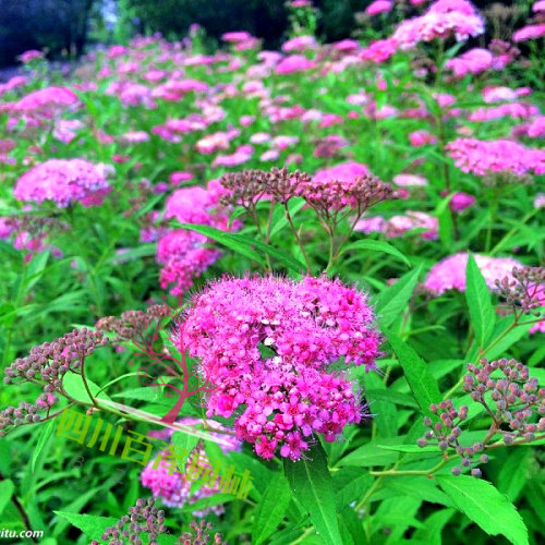 金山繡線菊