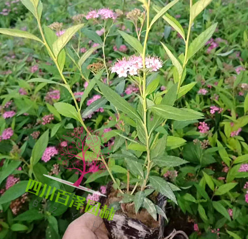 金山繡線菊