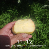 煙富八號蘋果苗一棵多少錢 煙富8號蘋果苗價格及報價