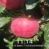 紅富士蘋(píng)果苗多少錢(qián)一棵 山東紅富士蘋(píng)果苗價(jià)格信息